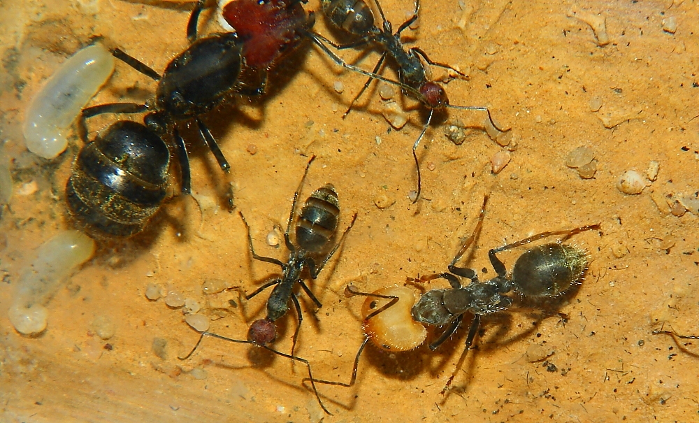Camponotus singularis Majorarbeiterin