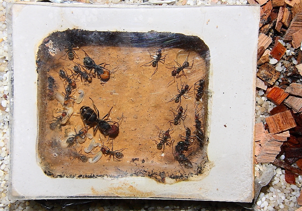 Camponotus singularis im Nest