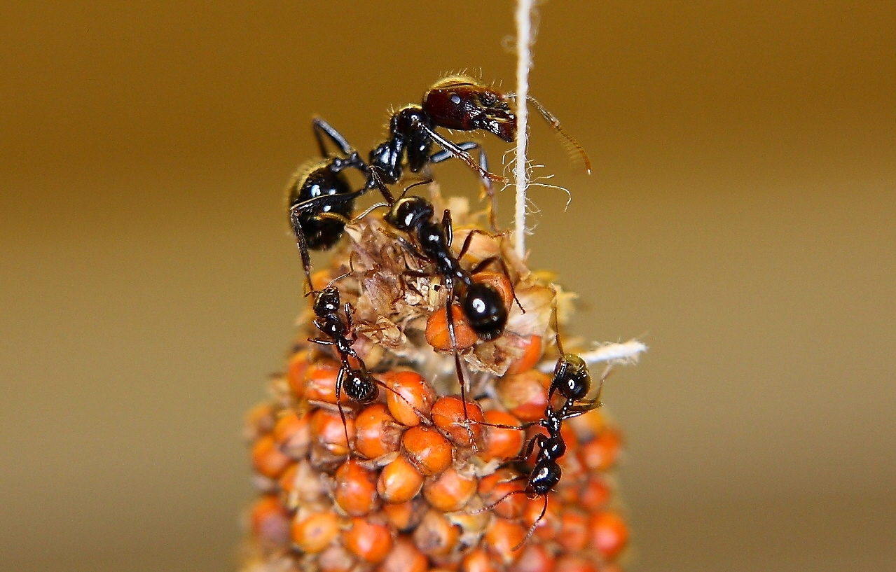 Messor barbarus mit Körnerfutter  2