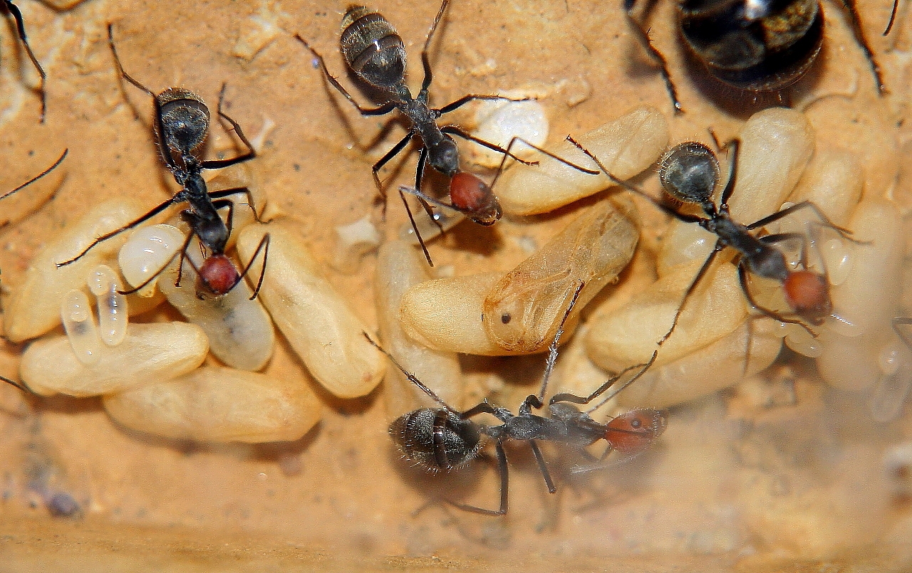 Camponotus singularis Nachwuchs