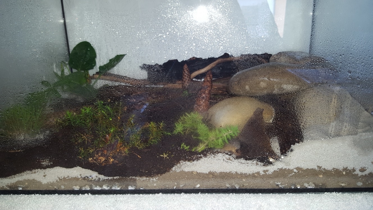 Formicarium Frontsicht