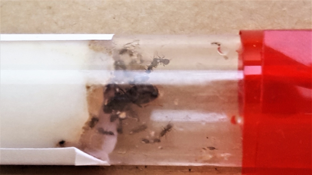 Lasius niger Kolonie 1