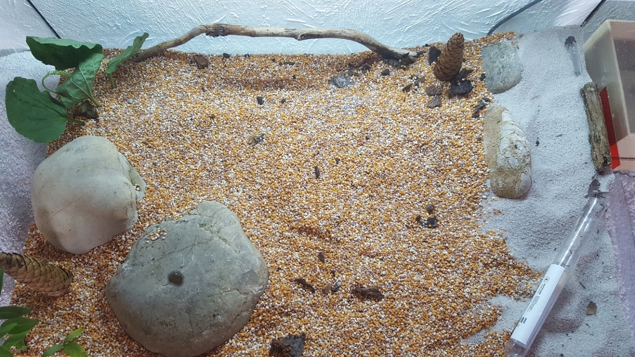 Formicarium Draufsicht - NEU