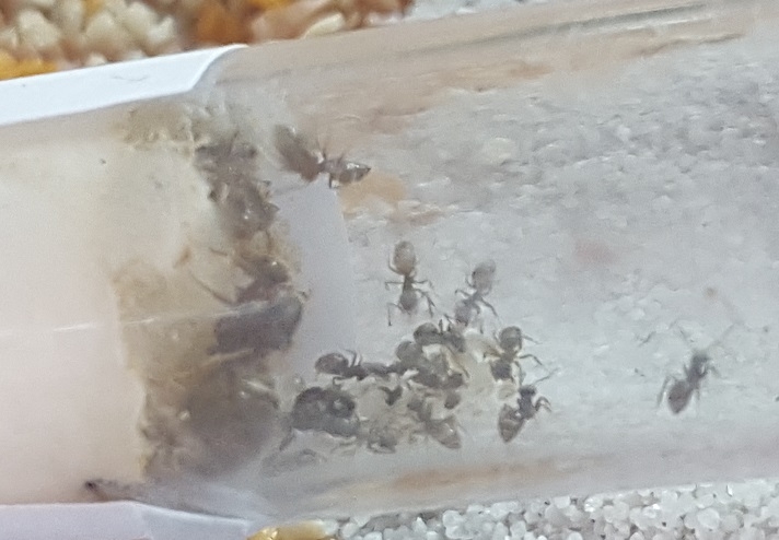 Lasius Niger Kolonie - Im Formicarium