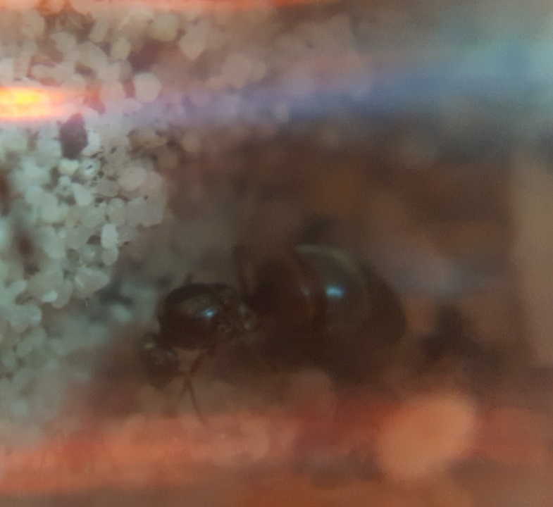 lasius-niger queen