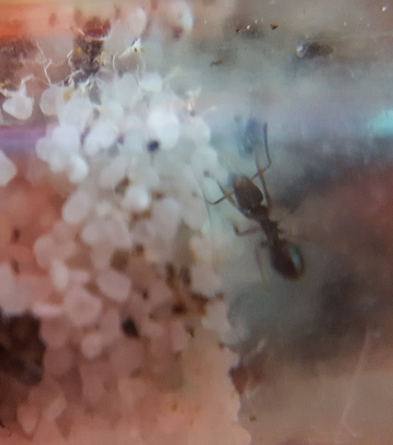 lasius-niger worker-on-entrance