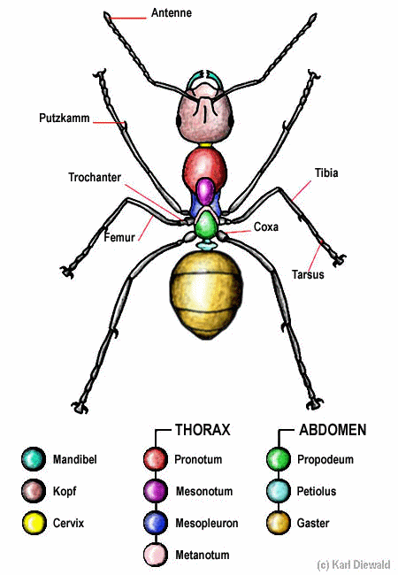 Ameise Anatomie draufsicht