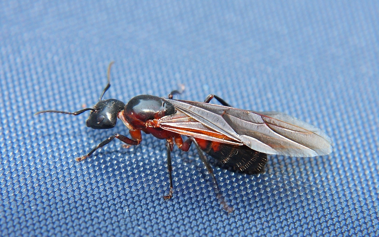 Camponotus ligniperdus