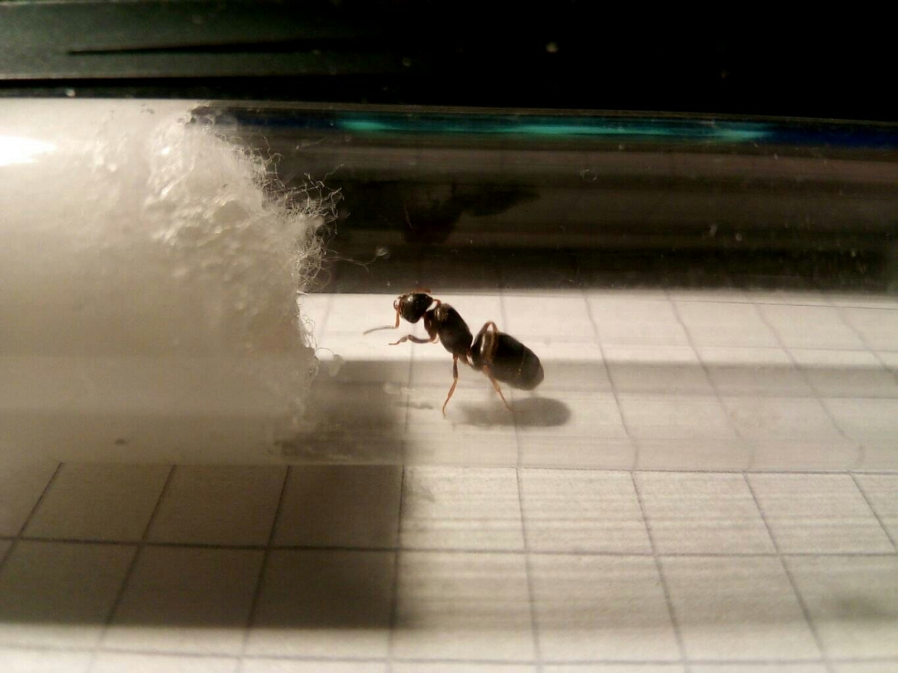 Lasius brunneus - Gyne mit ersten Eiern