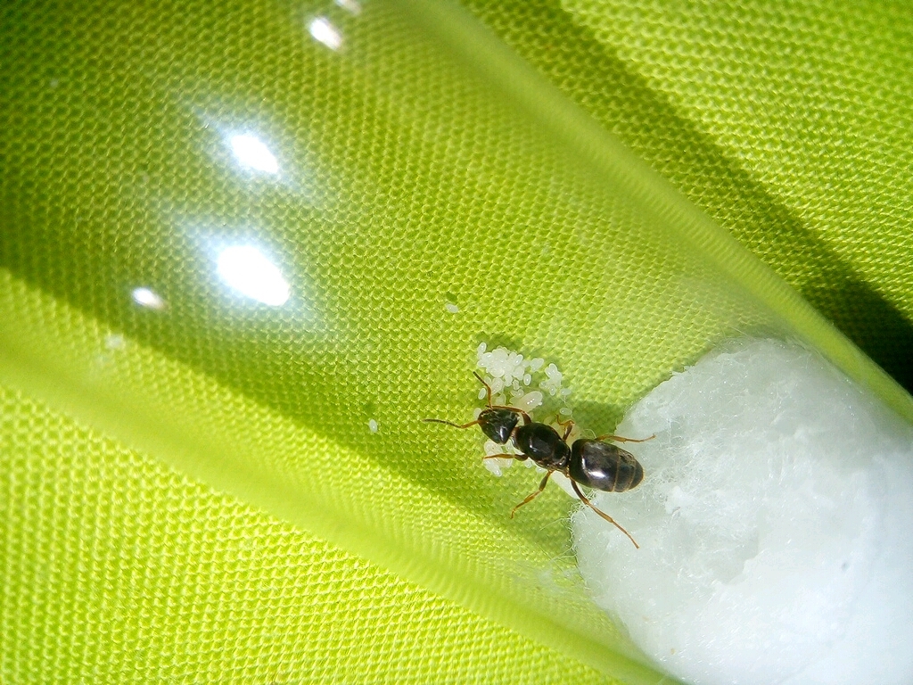 Lasius brunneus - Gyne mit Eiern und Larven