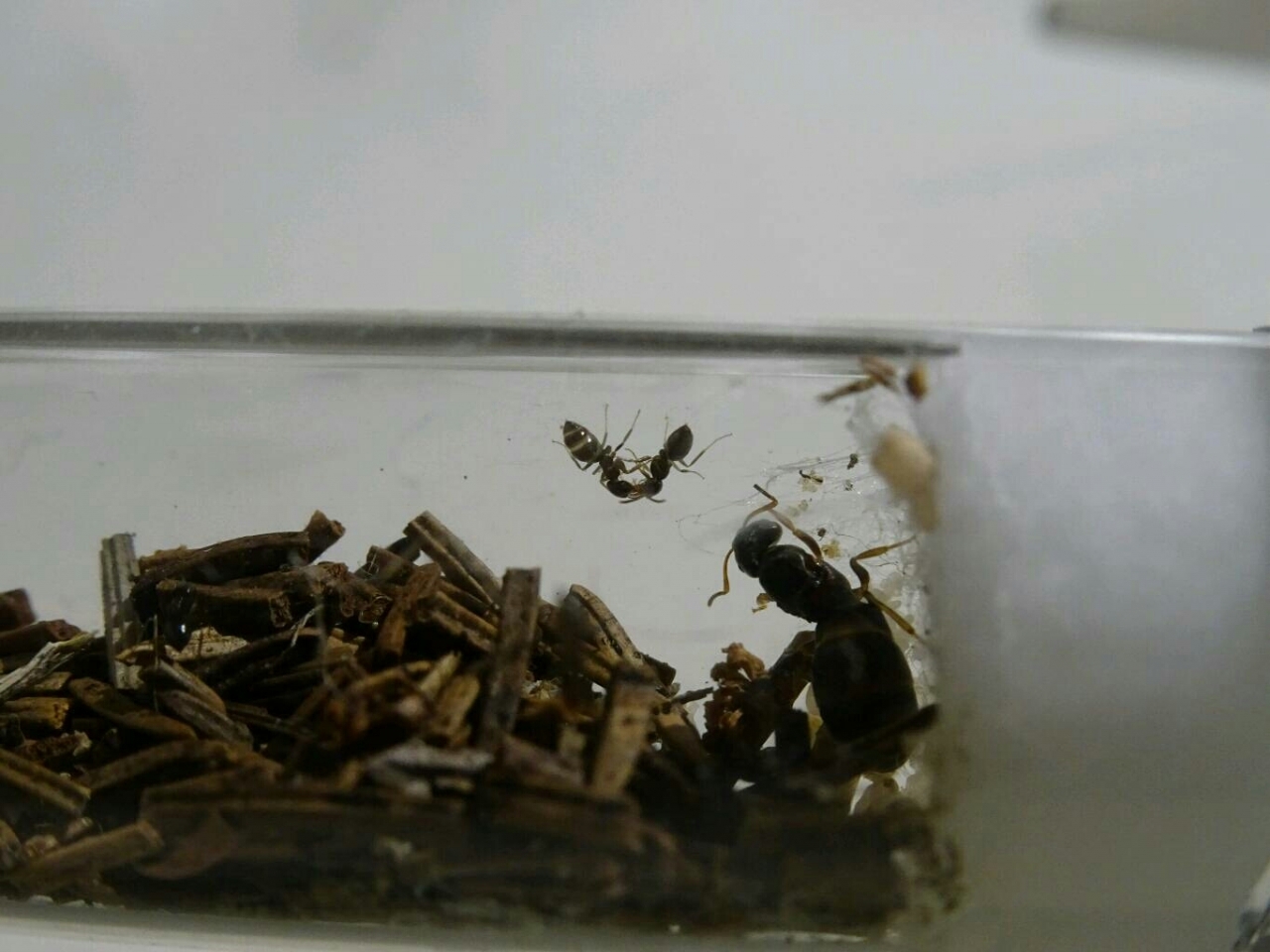 Lasius brunneus - Trophallaxis im Nest