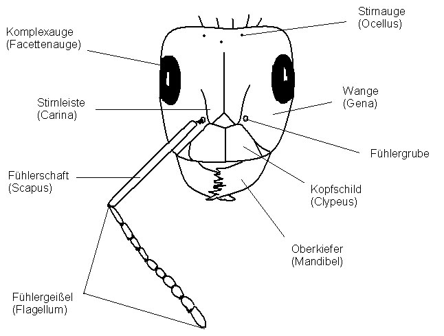 Ameise Anatomie Kopf