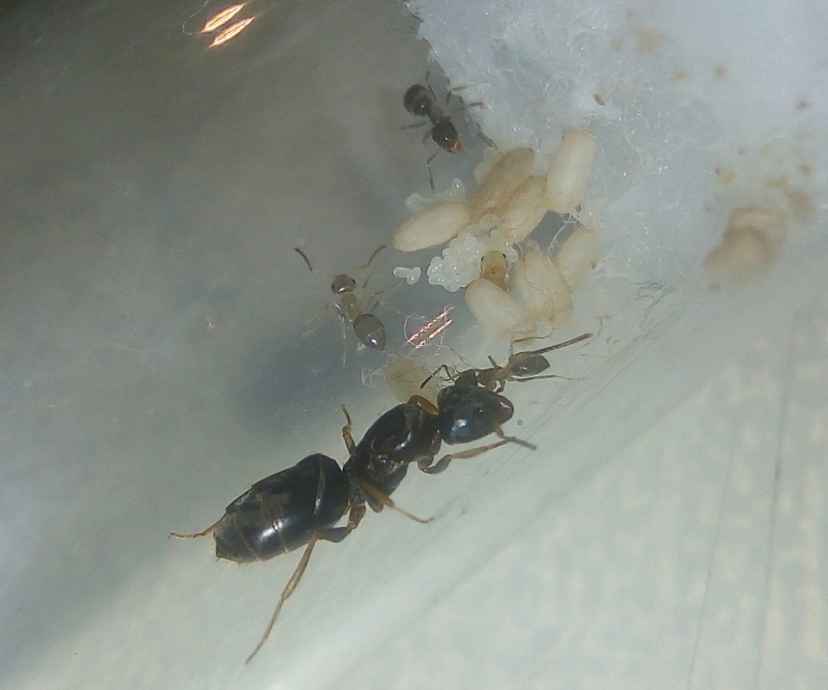 Lasius brunneus - flacher Thorax!