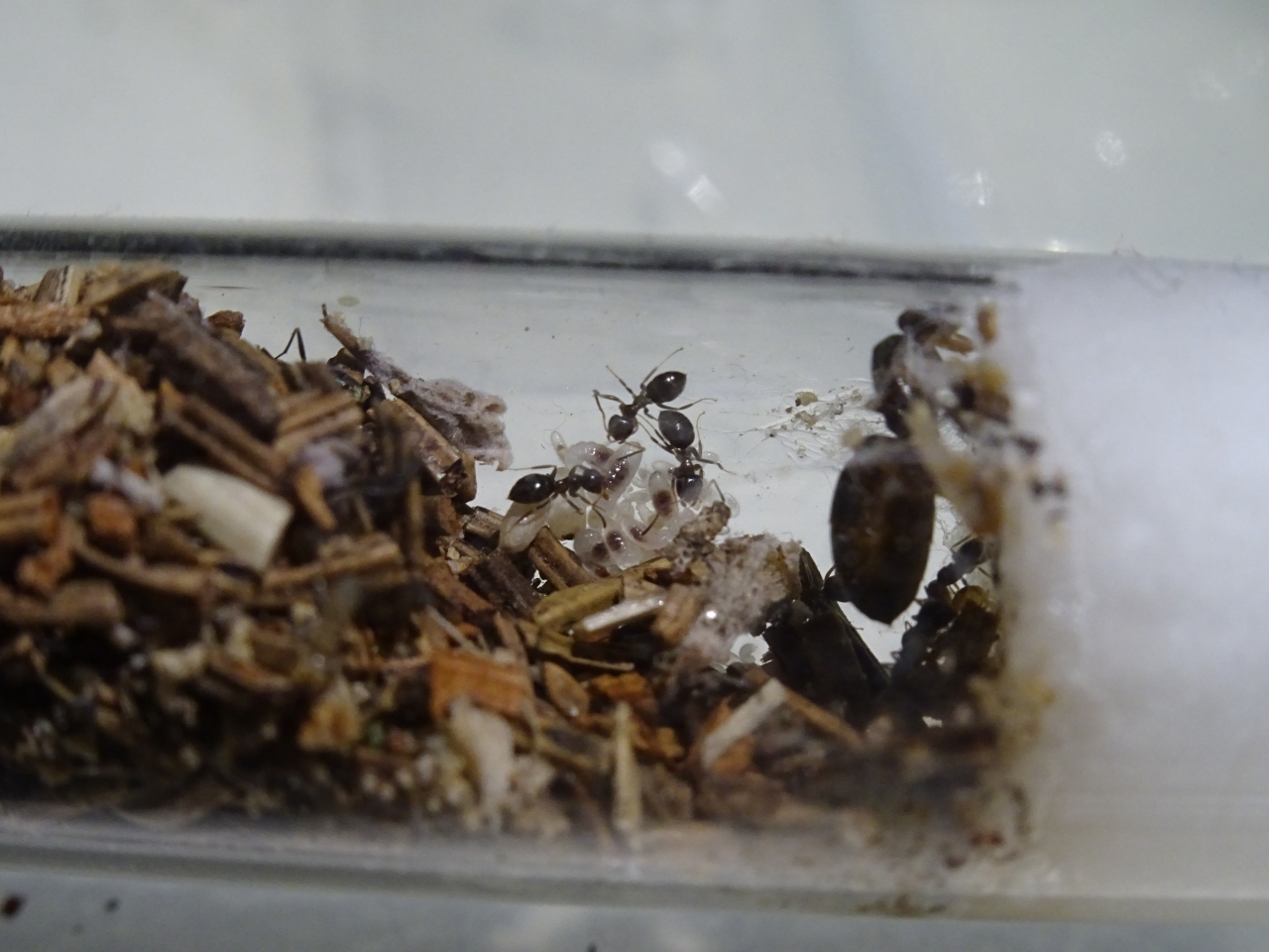 Lasius brunneus - Eingangshügel verschoben/Brutpflege