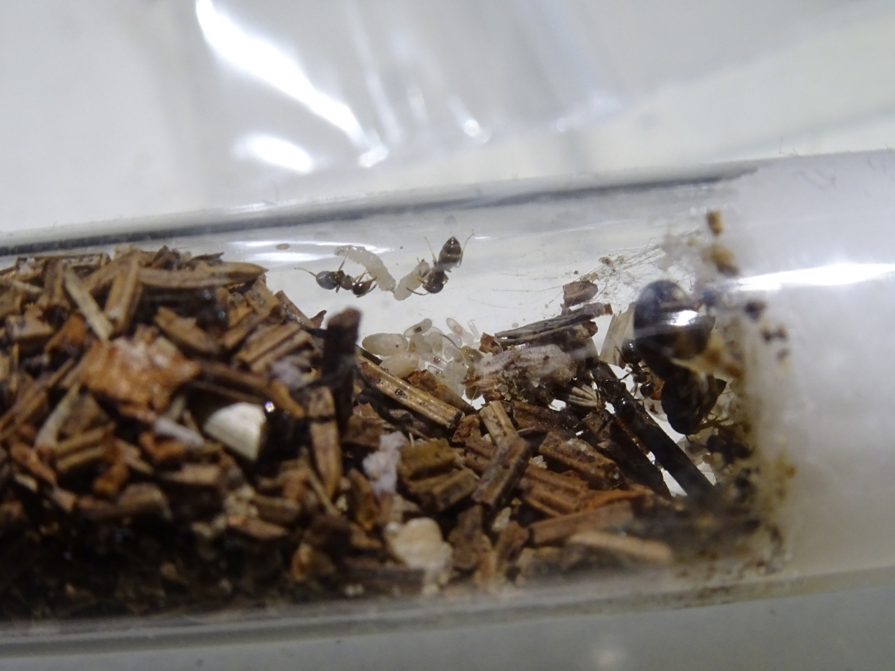 Lasius brunneus - Brut Lagerstätte, drüber kleben die zwei Würmchen am Glas und werden von den Arbeiterinnen bearbeitet.