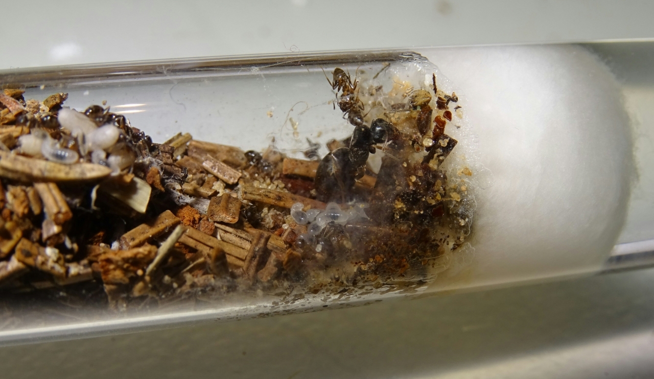 Lasius brunneus - Nest 17.8.   1