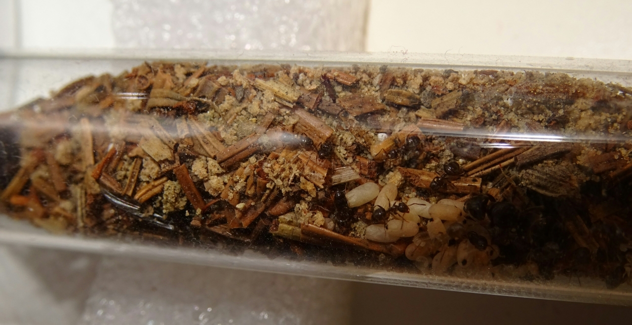 Lasius brunneus - Nest oben 2