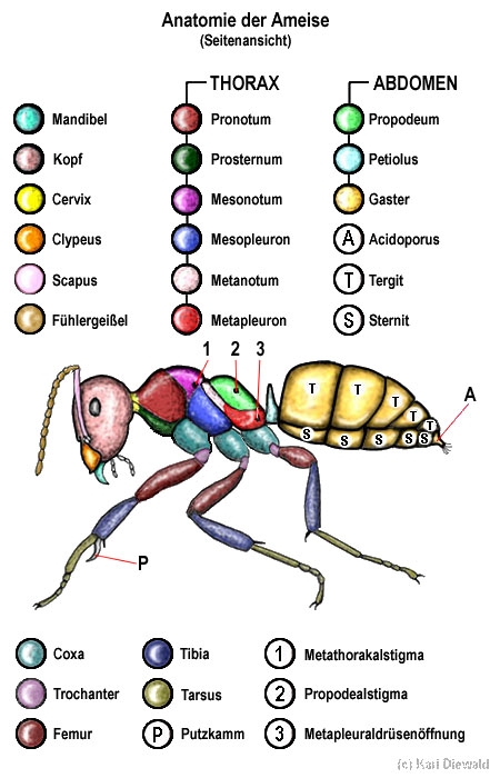 Ameise Anatomie