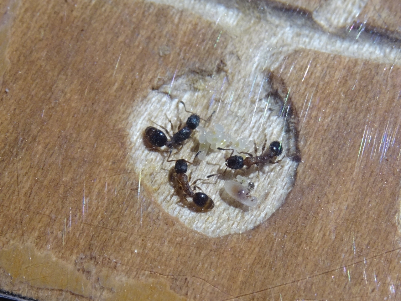 Leptothorax acervorum - Larve 1