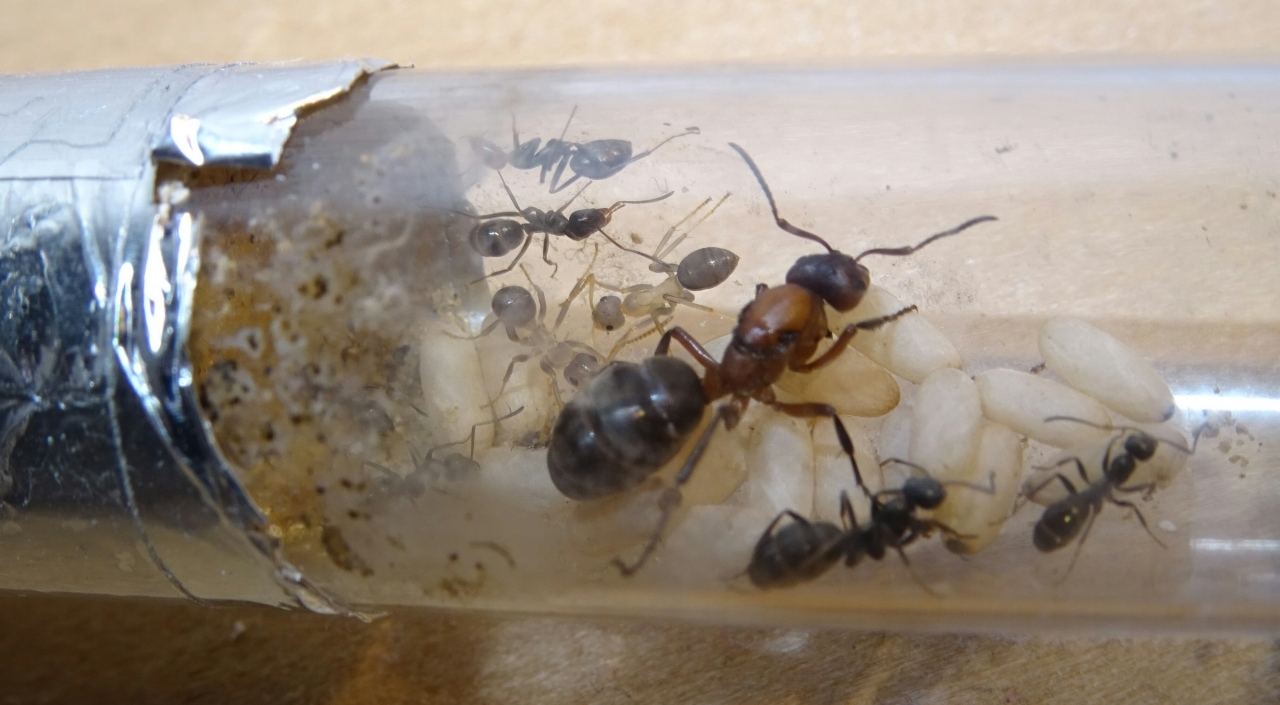 Formica sanguinea - Die ersten Arbeiterinnen 1