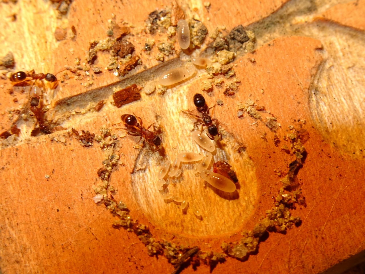 Leptothorax acervorum