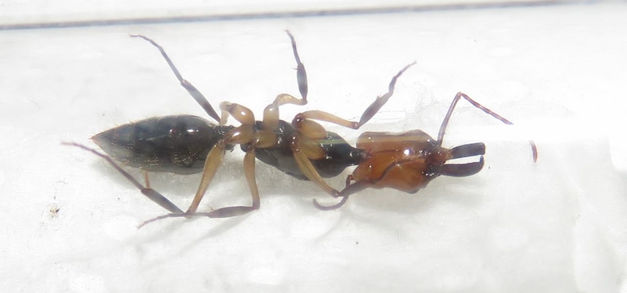 Odontomachus erythrocephalus 1