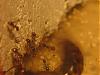 Pheidole pallidula 020.jpg