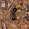 Formicidae_NF0176.jpg