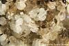 Pheidologeton-006-(450x300)+C.jpg (169.34 KiB) 3610 mal betrachtet Pheidologeton-006-(450x300)+C.jpg