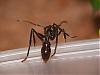 Paraponera 017.JPG