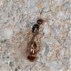 Formicidae_queen_NG3673.jpg