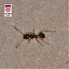 Formicidae_NE9169.jpg