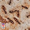 Formicidae_NE9219.jpg
