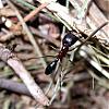 Hymenoptera_Formicidae_51678.jpg