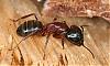 400px-Camponotus_ligniperda.jpg