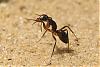 Camponotus-3-800+C.jpg