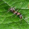 Formicidae_NF1785.jpg