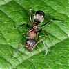 Formicidae_NF1786.jpg