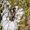 Camponotus_Myrmentoma_fallax_worker_NG6914.jpg