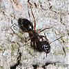 Camponotus_Myrmentoma_fallax_worker_NG7042.jpg