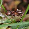 Formica_sp_worker_NG7155.jpg