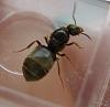 lasius garten (4).JPG