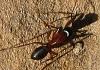 Camponotus-Arches-Park-1.jpg