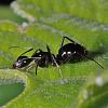 Camponotus_aethiops_cf_NH2594.jpg