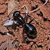 Formicidae_Camponotus_aethiops_NH3997.jpg