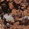 Formicidae_NH4013.jpg