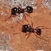 Messor_sp_NH3176.jpg