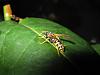 polistes 002.jpg