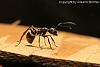 Polyrhachis_dives_Jan2010_01-450+C.JPG