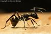 Polyrhachis_dives_Jan2010_04-450+C.JPG